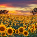 The Sunflower State