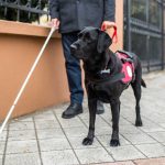 PAWS Act Signed, Expanding Veteran Access to Service Dogs