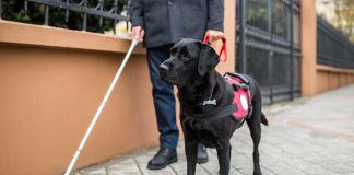 PAWS Act Signed, Expanding Veteran Access to Service Dogs