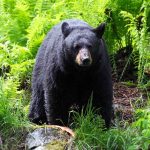 Unarmed Man Defends Dogs From Bear Attack