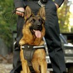 Secret Service K9 to be First Dog to Get Distinguished Service Medal