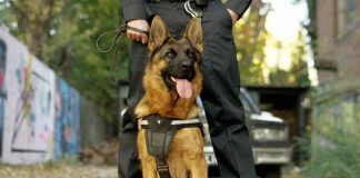 Secret Service K9 to be First Dog to Get Distinguished Service Medal