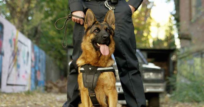 Secret Service K9 to be First Dog to Get Distinguished Service Medal