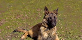 Russian War Dog Switches Sides After Dramatic Rescue by Ukrainian Soldiers