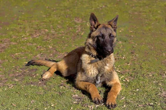Russian War Dog Switches Sides After Dramatic Rescue by Ukrainian Soldiers