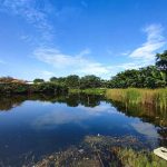 Alligator Bites Man's Arm Off After He Peed In Its Pond