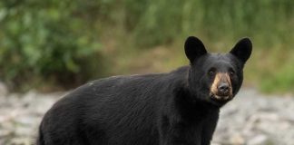 Trail Near Yellowstone Goes into Lockdown after Bear Attack