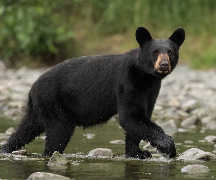 Trail Near Yellowstone Goes into Lockdown after Bear Attack