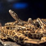 Woman Caught Smuggling Snakes In Bra