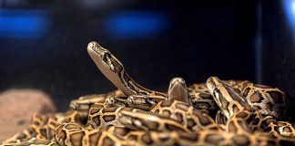 Woman Caught Smuggling Snakes In Bra