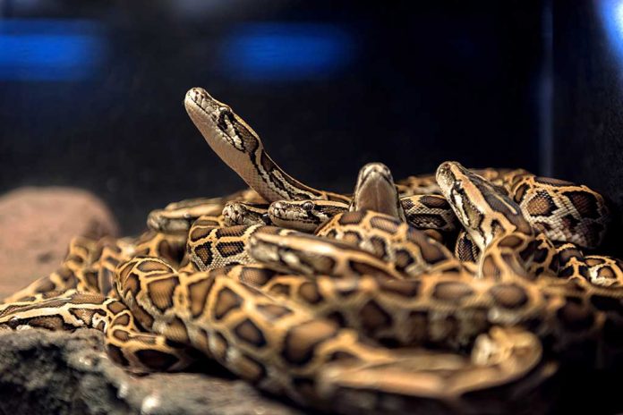Woman Caught Smuggling Snakes In Bra