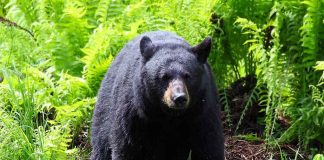 Young Boy Attacked by Bear in His OWN Backyard