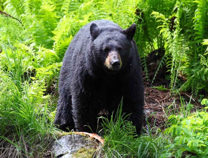 Young Boy Attacked by Bear in His OWN Backyard