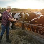 Colorado to Start Testing Milk for Bird Flu