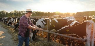 Colorado to Start Testing Milk for Bird Flu